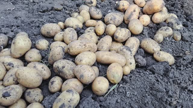 Лимонка! Тоже не плохо! смотреть онлайн