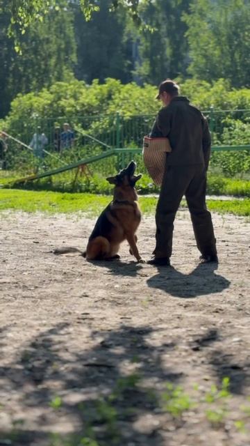 2 Отл. СС Марвил Юнион ТОР +++ №10. КЧК ТОБОЛЬСК 21 июня`25 Моно немецких овчарок