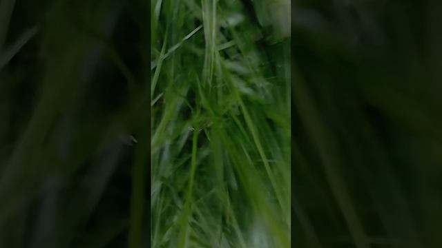 BOV. Семейный влог...!!! смотреть онлайн