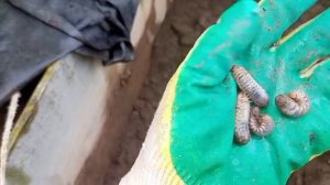 🍓🍓🍓Как сделать новую грядку под КЛУБНИКУ. грунт
