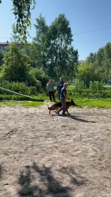 3 Оч/хор Макс Хоф Хугель ЕРХАН +0+ №9. КЧК ТОБОЛЬСК 21 июня`25 Моно немецких овчарок