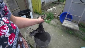 Забой кур. Все этапы.