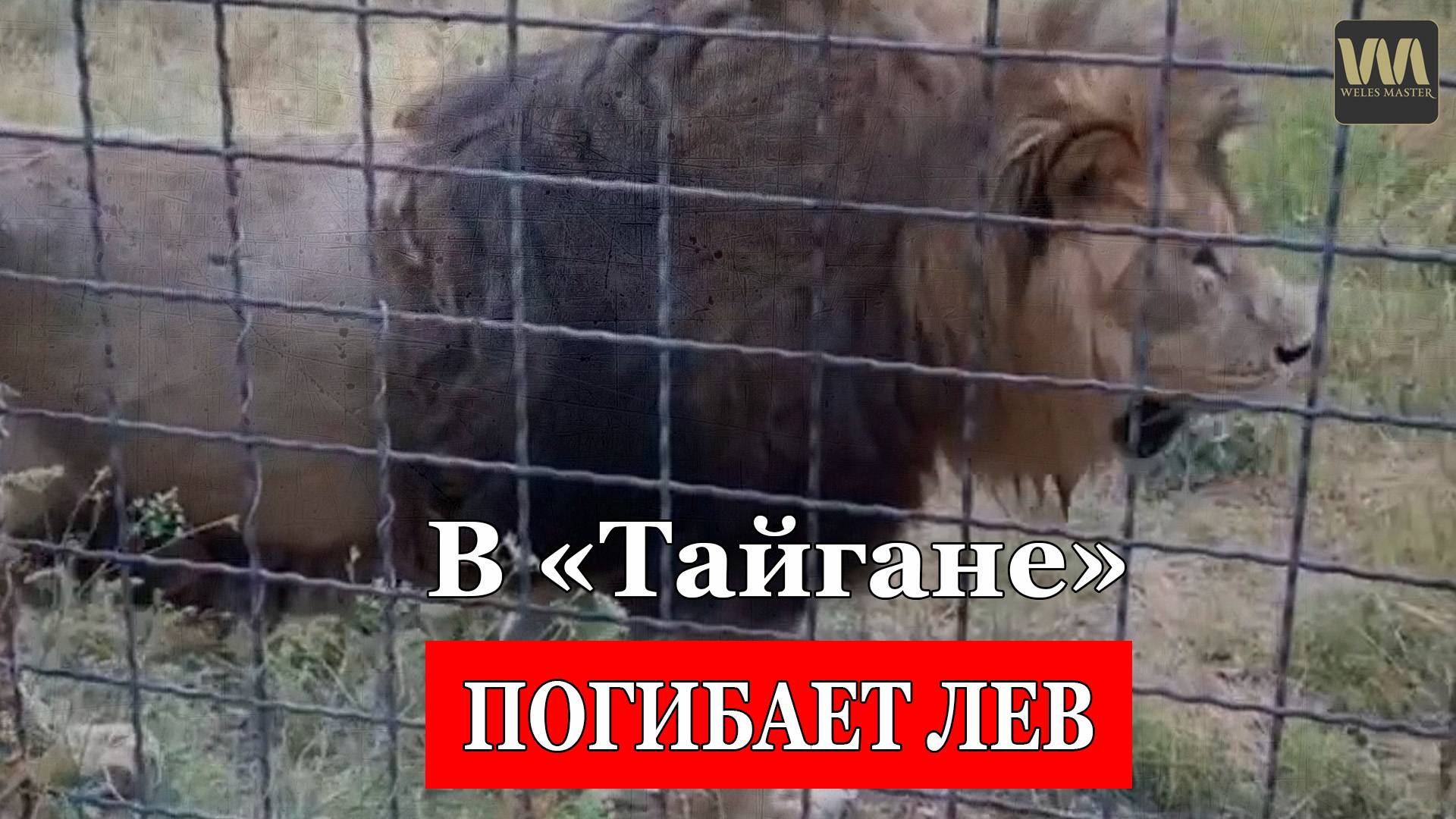 В "Парке львов "Тайган" погибает очередной лев и всем плевать! смотреть онлайн