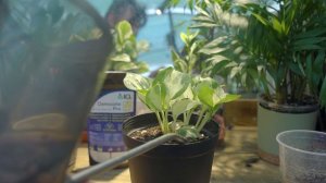 Osmocote Pro 5–6M – инструкция по применению удобрения для посадки