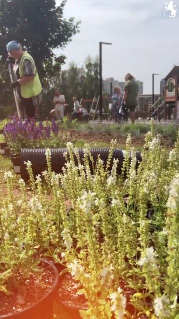 Владимир наполнился ароматом цветов! смотреть онлайн