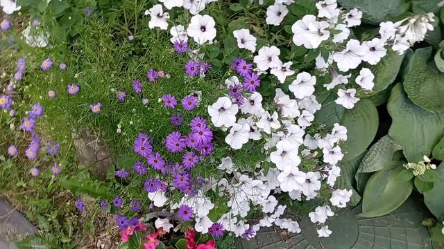 КАШПО В МОЁМ САДУ, смотреть онлайн