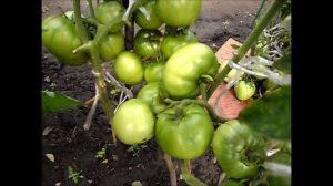 Помидоры ТОЛСТЫЙ ДЖЕК