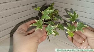 Укоренение плюща, хедеры