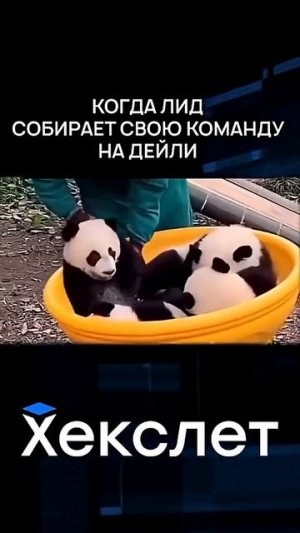 Типичный тимлид собирает команду на дейлик | IT приколы | Хекслет