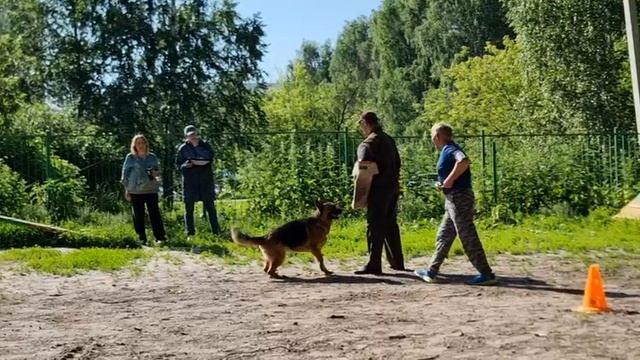 Макс Хоф Хугель ДАНА - №21. КЧК ТОБОЛЬСК 21 июня`25 Моно немецких овчарок