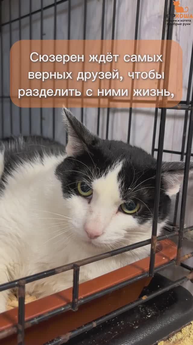 Сюзерен (уже дома)