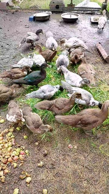 Мускусные утки в 2 месяца смотреть онлайн