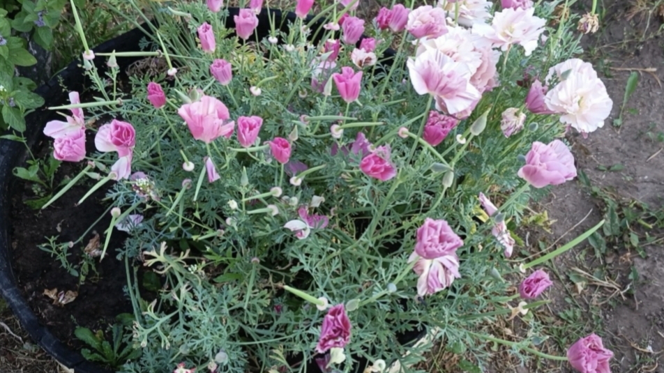 01-08-2025💥Влог💥пятница смотреть онлайн