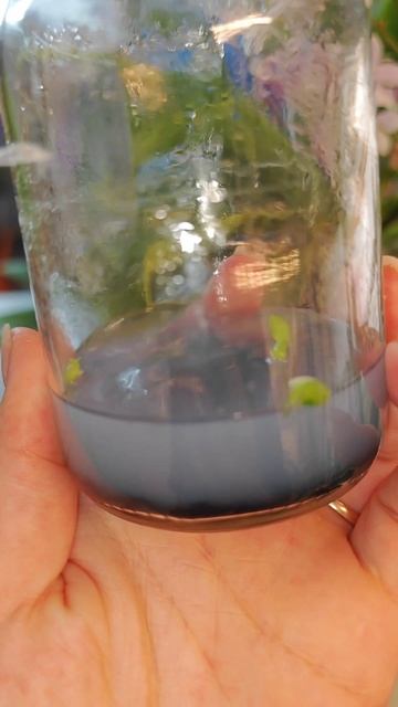 Как я выращиваю орхидеи из семян смотреть онлайн