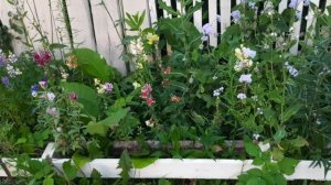 Убрала тыквы// гортензия/ /мои цветочки//31 июля//