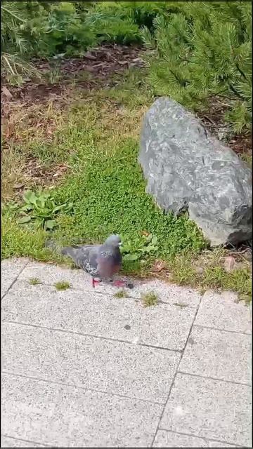 Красивые голуби