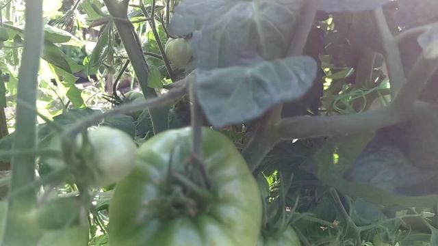 ТОМАТЫ ОГ. ОБЗОР. смотреть онлайн