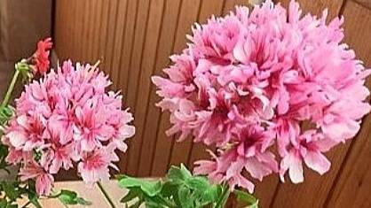 Звёздный сад на Земле: Solaris DZ – новая жемчужина в мире цветоводства смотреть онлайн