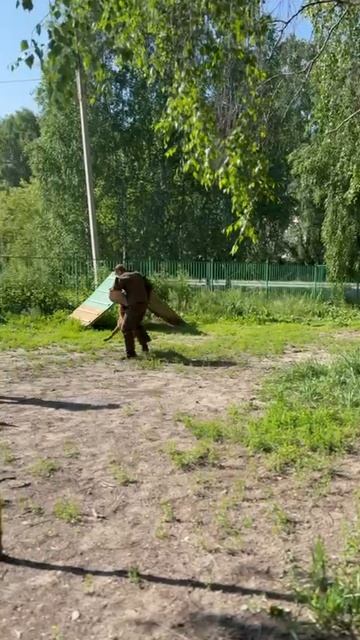 1 Оч/хор Atsel Hof OSKAR +++ №8. КЧК ТОБОЛЬСК 21 июня`25 Моно немецких овчарок