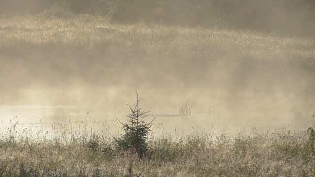 Природа ранним утром. Кадры с фотоловушки. смотреть онлайн