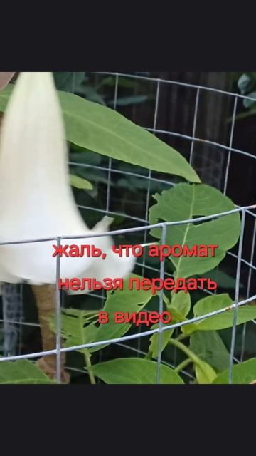 Бругмансия. Подмосковье. смотреть онлайн