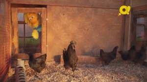 Как завести цыплёнка? Скорее на экскурсию в инкубатор вместе с Геком из программы "ТриО!"