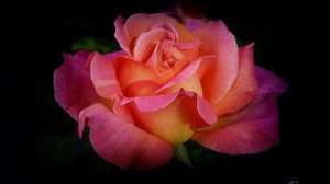 Слабая женщина