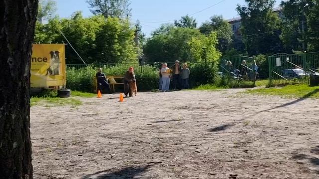 1 Оч/хор Atsel Hof OSKAR +++ №8. КЧК ТОБОЛЬСК 21 июня`25 Моно немецких овчарок