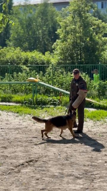Макс Хоф Хугель ДАНА - №21. КЧК ТОБОЛЬСК 21 июня`25 Моно немецких овчарок