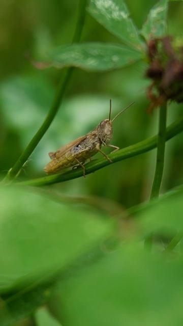 Кузнечики