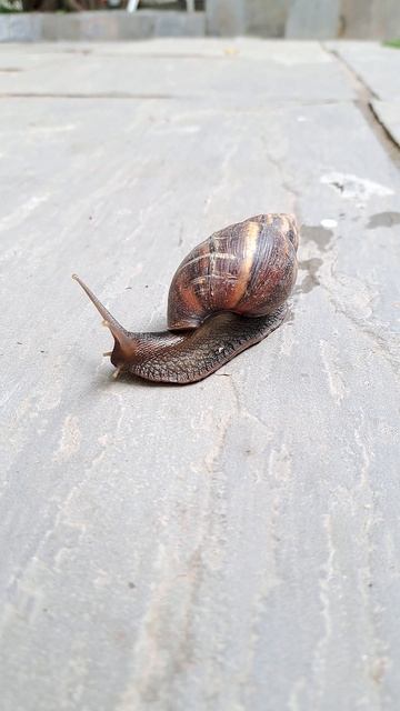 Fastest Snail #olliwonder