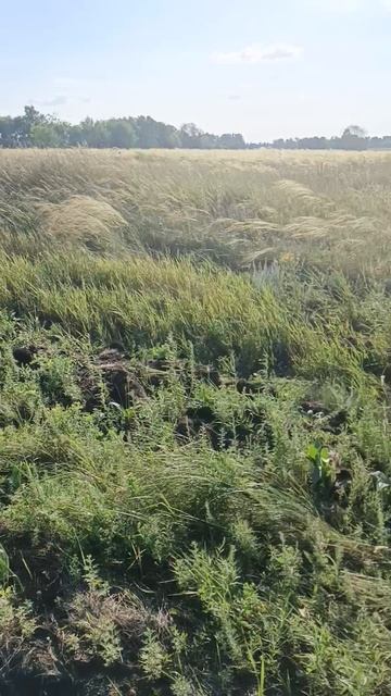 выехал за дровами