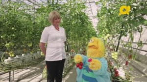 Кто такой агроном? Где выращивают фрукты и овощи? Экскурсия в теплицу с Геком из программы "ТриО!"