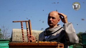 1 августа на пасеке. Цена на маток за сезон.mp4