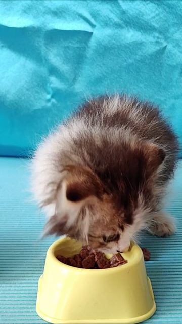 КОТЯТА. Вдруг кормушку уберут. 4k смотреть онлайн