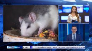 Даже кошки не спасут: кузбасским дачникам рассказали, чем можно заразиться от мышей и крыс