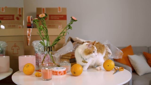 Деликатный переезд: Когда даже котикам спокойно