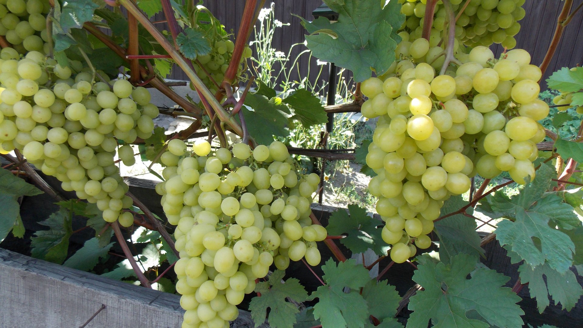 35. Окрас, ожоги и набор сахара ягод винограда. 1 августа 2025 г.