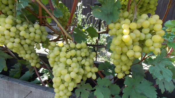 35. Окрас, ожоги и набор сахара ягод винограда. 1 августа 2025 г.