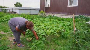 Собираю огурцы каждый день Привезли кошкам корм