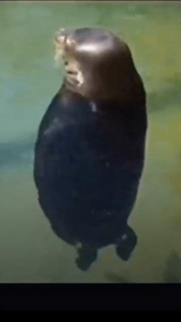 тюлень🦭♡
