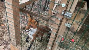 Лиса-Алиса. Лис Игнис кричит и сильно переживает