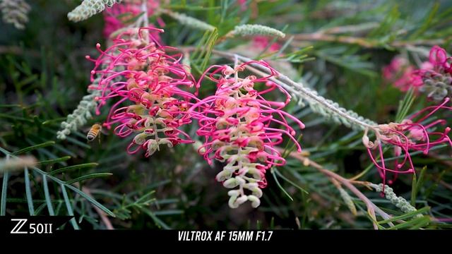 Viltrox AF 15mm F1.7 Nikon Z Обзор | ОТЛИЧНЫЙ ... Он ИДЕАЛЕН? смотреть онлайн