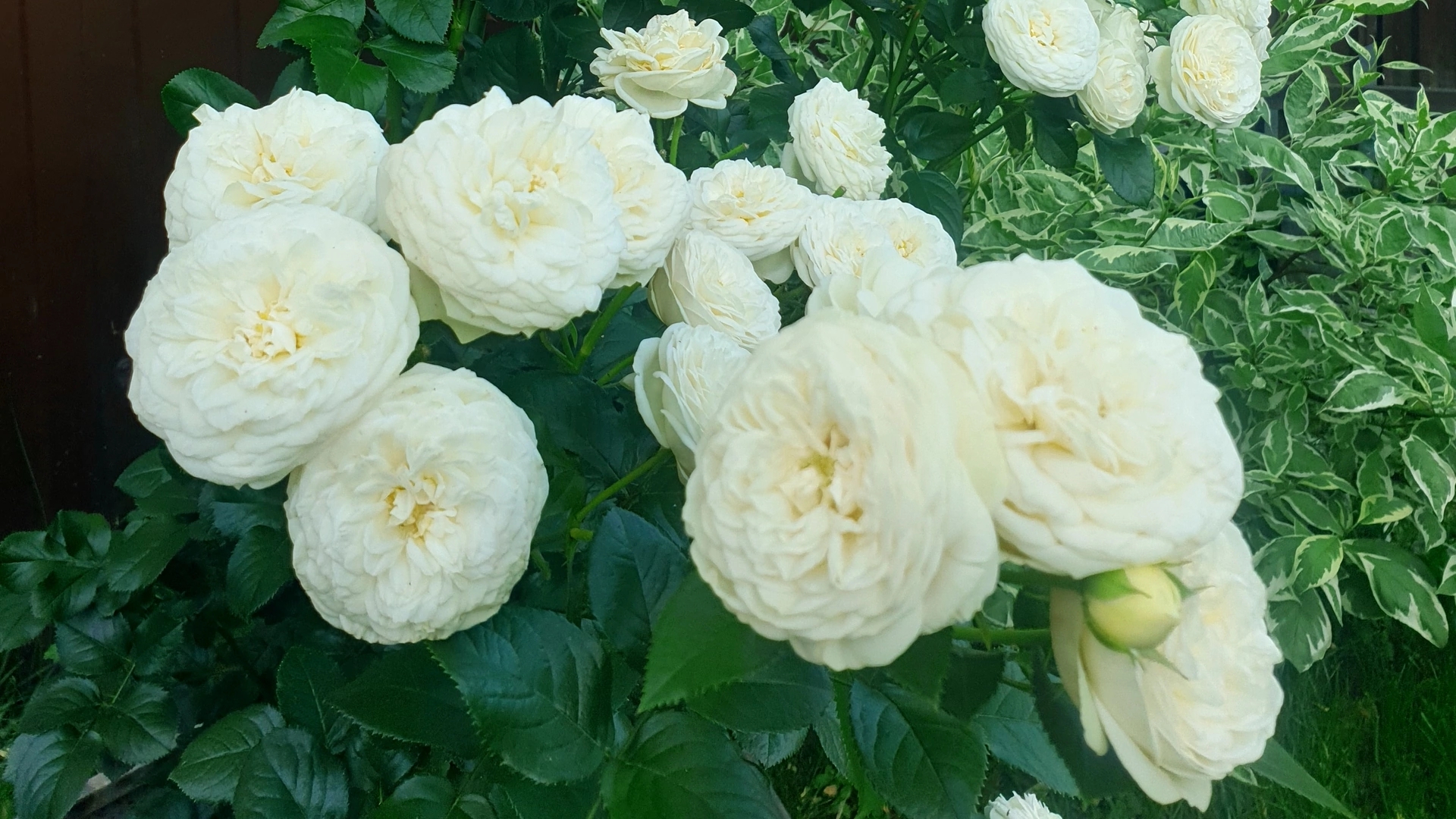 Цветение розы Артемис. смотреть онлайн