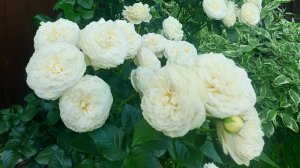 Цветение розы Артемис.