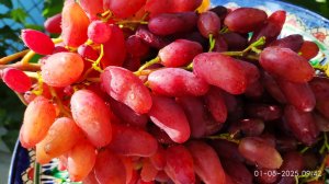 Новинки винограда. Фреш мускат обзор ягоды.