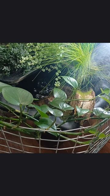 пруд в доме смотреть онлайн