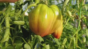 Рабочий выпуск пасты лидирует 30 июля 2025