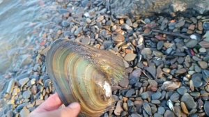 Рыбалка на Амуре в Хабаровске 30 07 2025/DG_KHAGAY