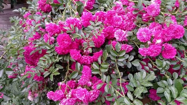 РОЗА. СУПЕР ДОРОТИ. смотреть онлайн